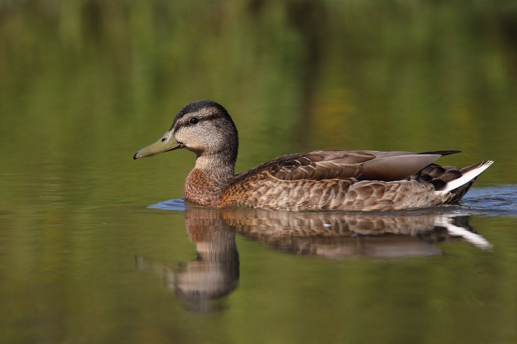 Mallard, male (eclipse plumage)