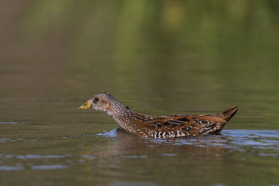 Spotted Crake
