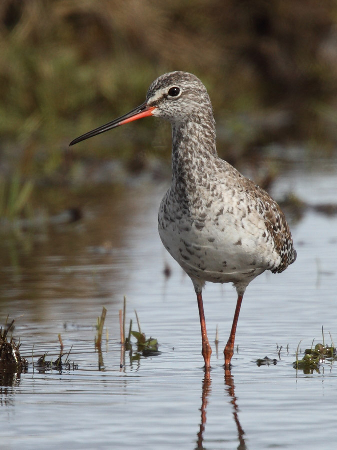 Spotted Redshank