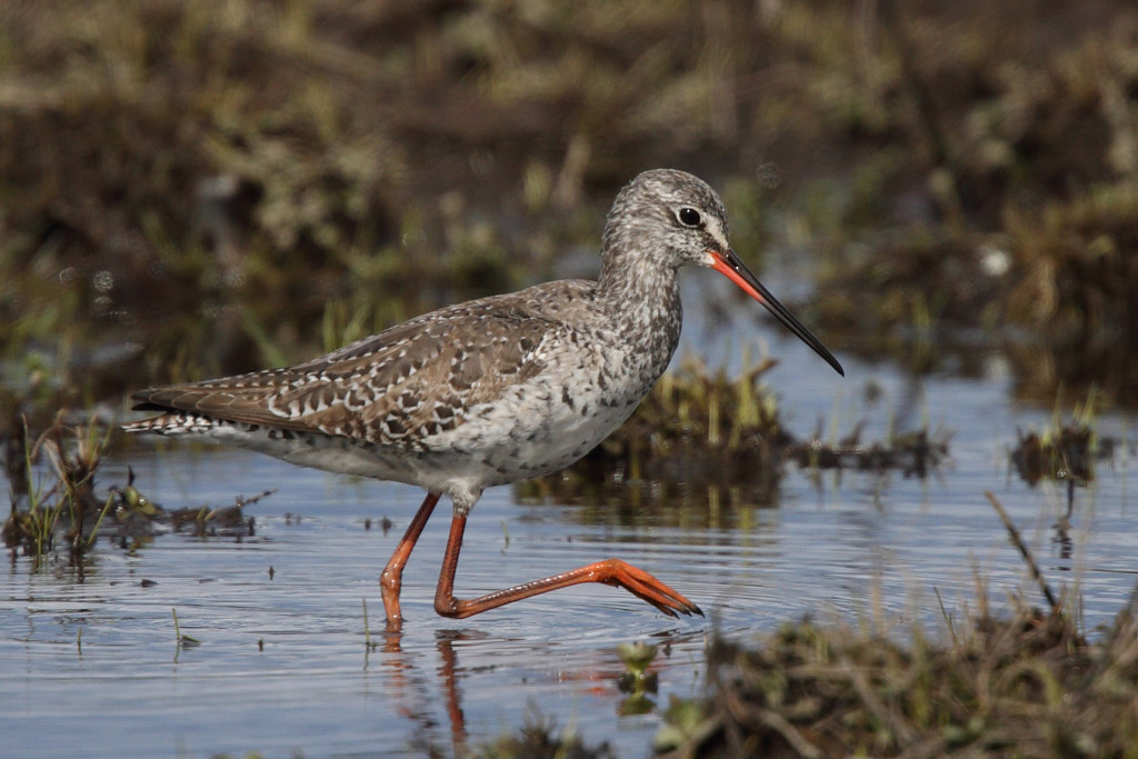 Spotted Redshank