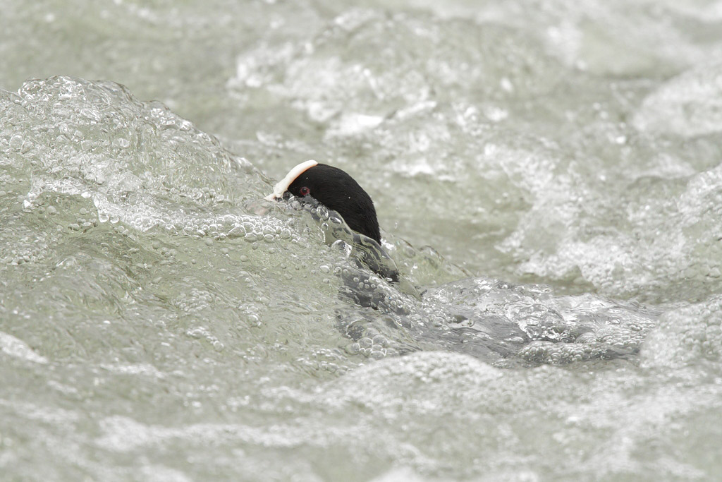 Coot