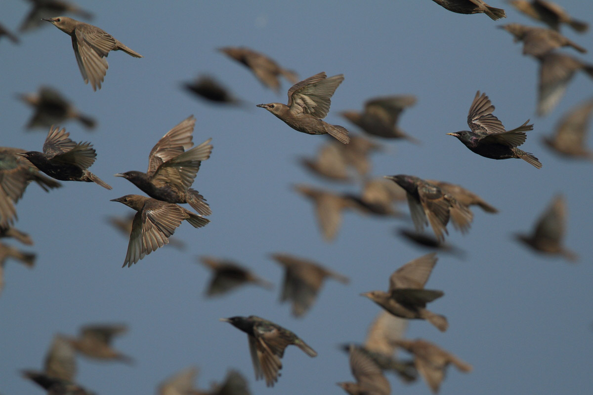 Common Starling