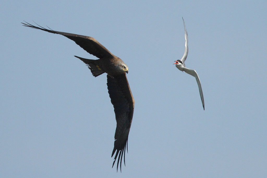 Common tern attacking a black kite