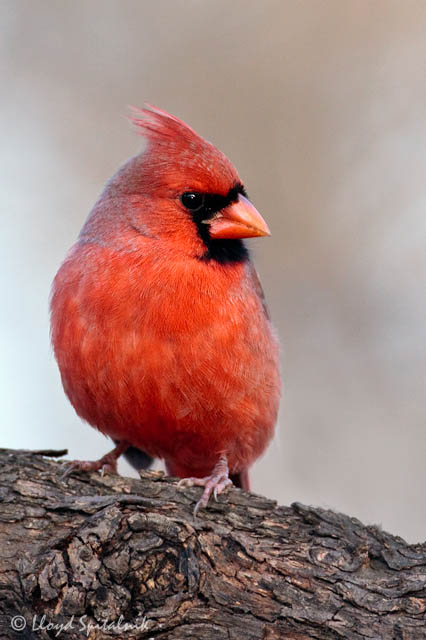 Northern Cardinal