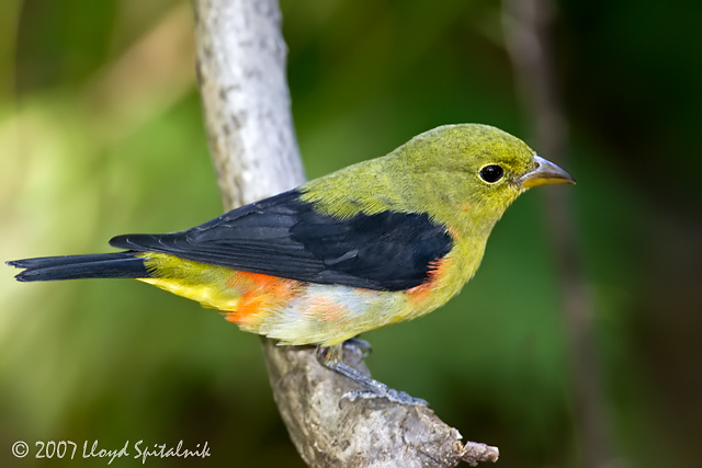 Scarlet Tanager