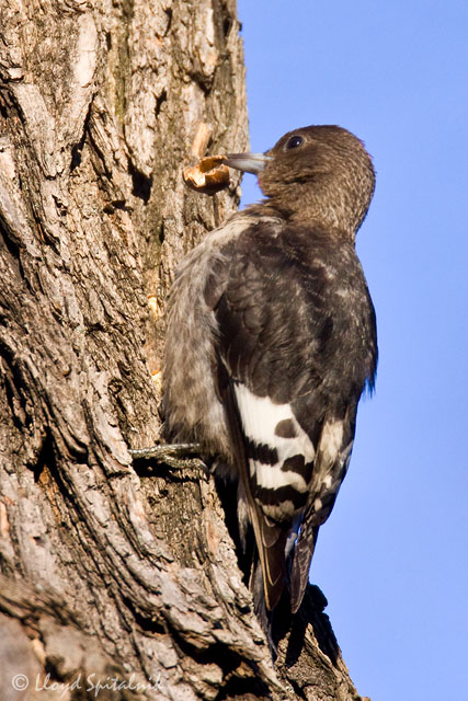 Red-headed Woodpecker (juvenile)