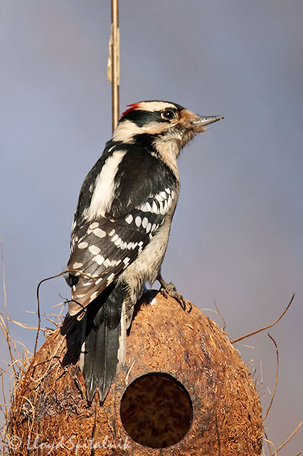 Downy Woodpecker