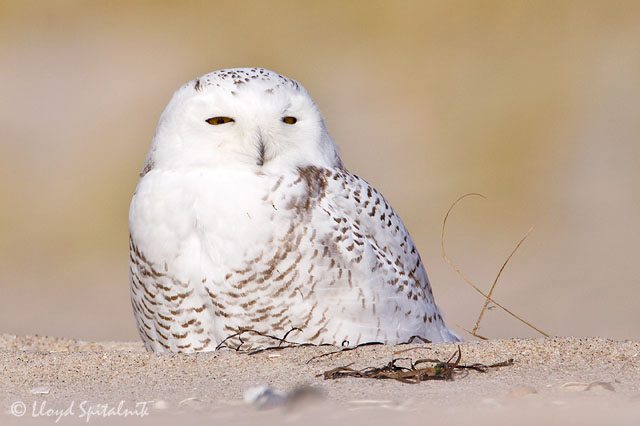 Snowy Owl