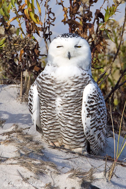 Snowy Owl