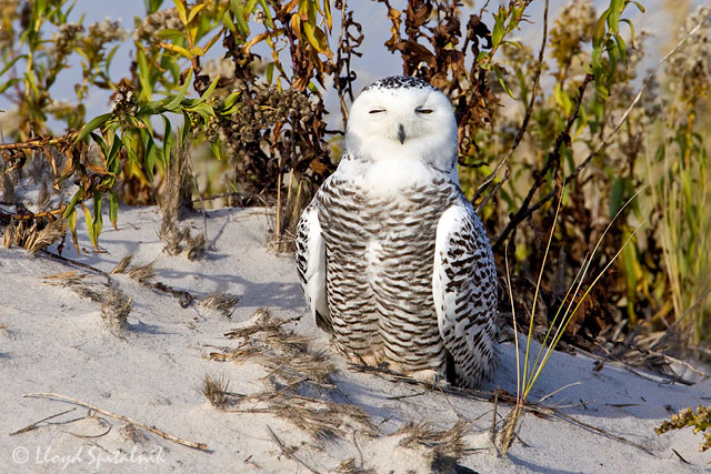 Snowy Owl