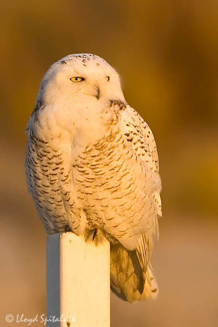 Snowy Owl
