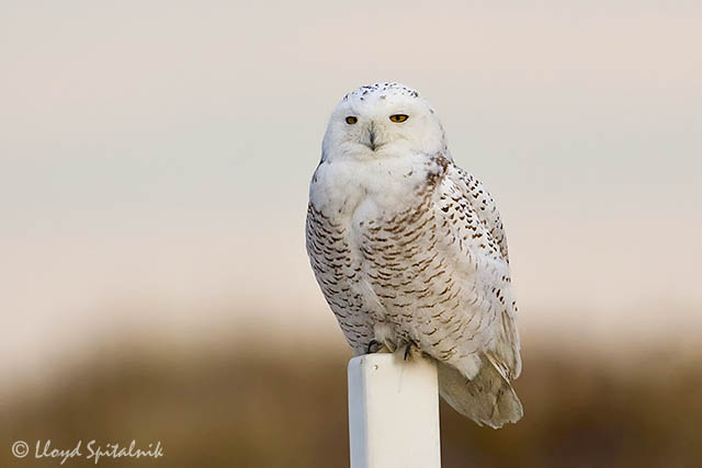 Snowy Owl