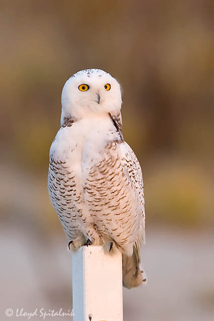 Snowy Owl