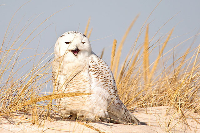 Snowy Owl