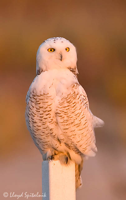 Snowy Owl