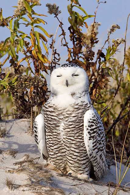 Snowy Owl