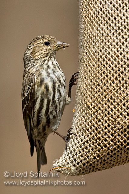 Pine Siskin
