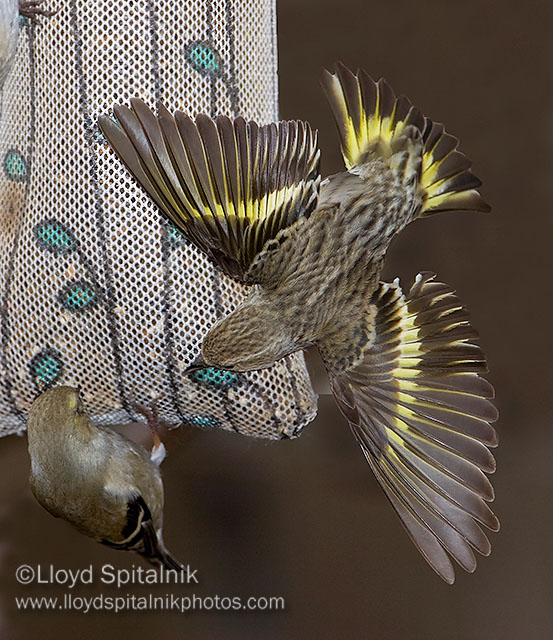 Pine Siskin