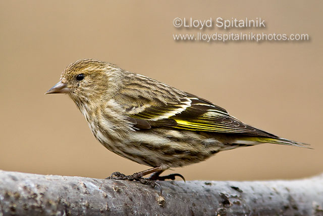 Pine Siskin