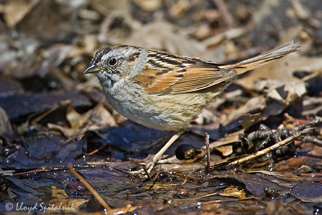 Swamp Sparrow