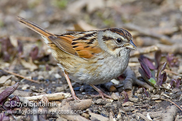 Swamp Sparrow