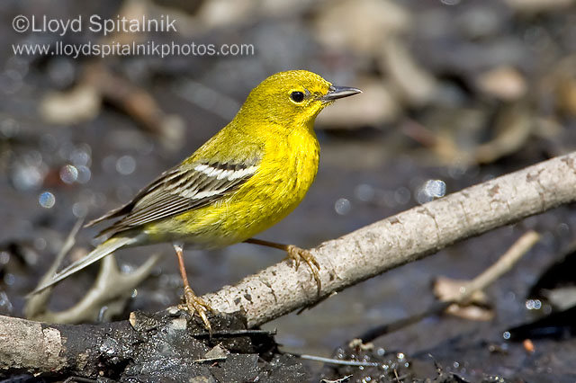 Pine Warbler