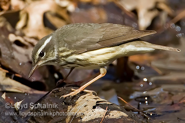 Louisiana Waterthrush