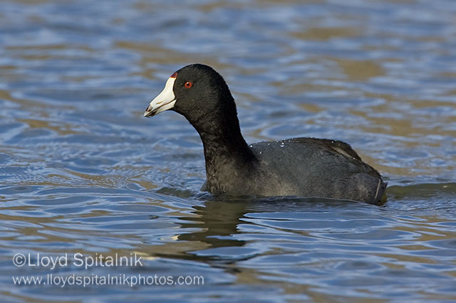 American Coot