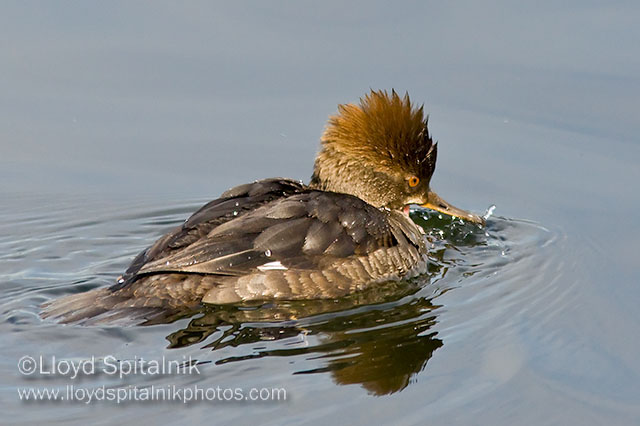 Hooded Merganser