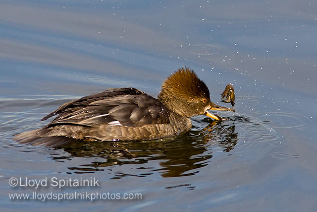 Hooded Merganser