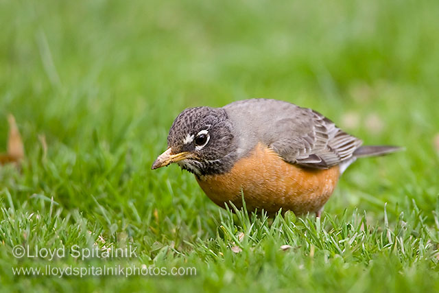 American Robin