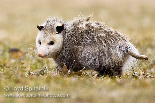 Virginia Opossum