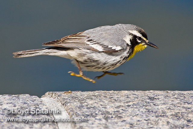 Yellow-throated Warbler