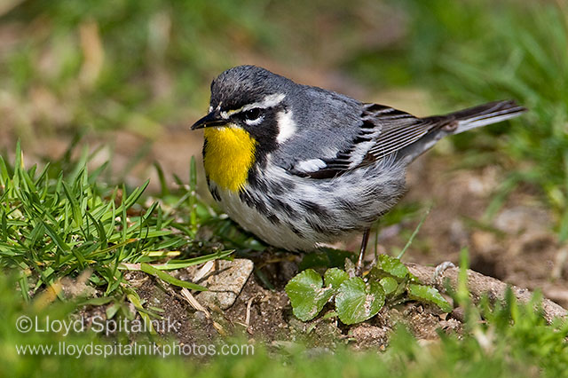 Yellow-throated Warbler