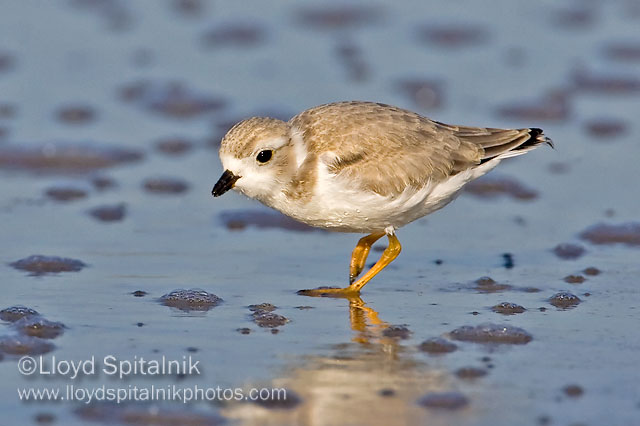 Piping Plover 