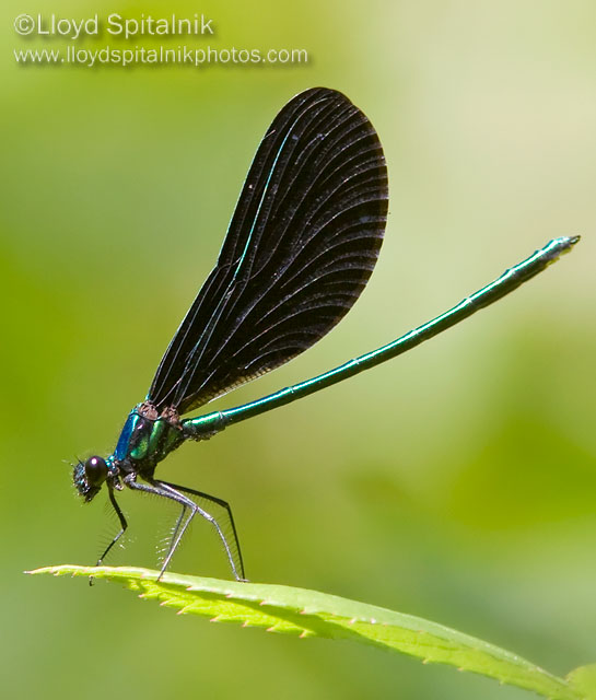 Ebony Jewelwing
