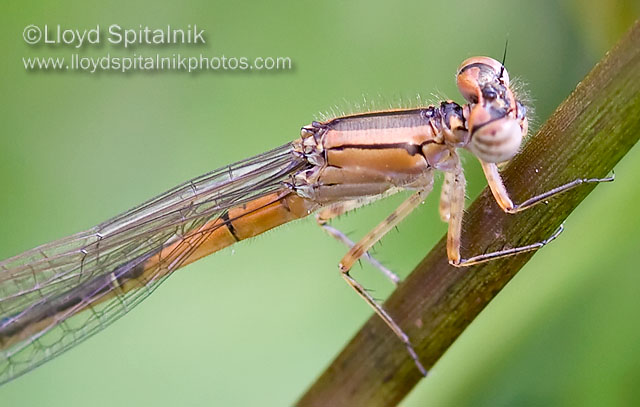 Eastern Forktail