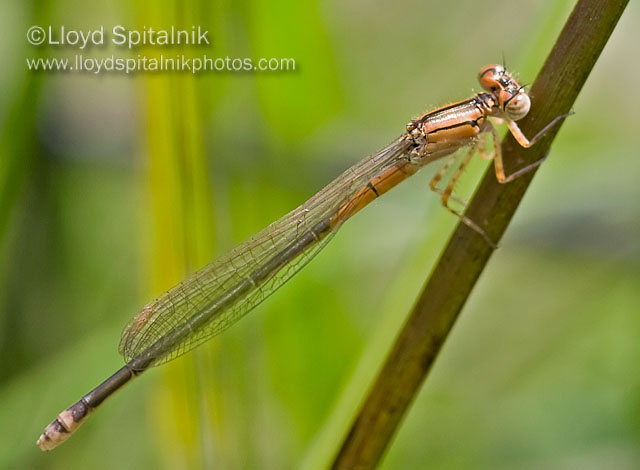 Eastern Forktail