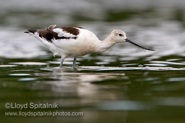 American Avocet