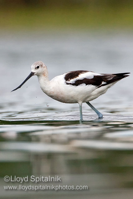 American Avocet