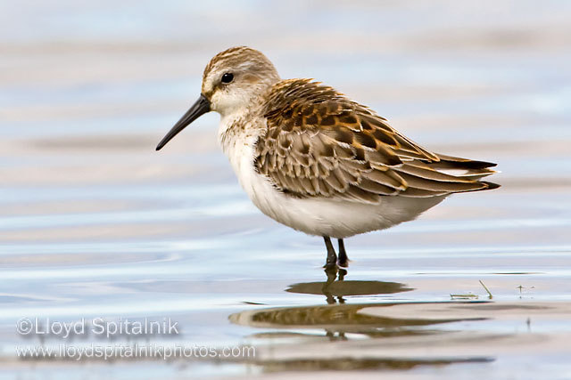Western Sandpiper
