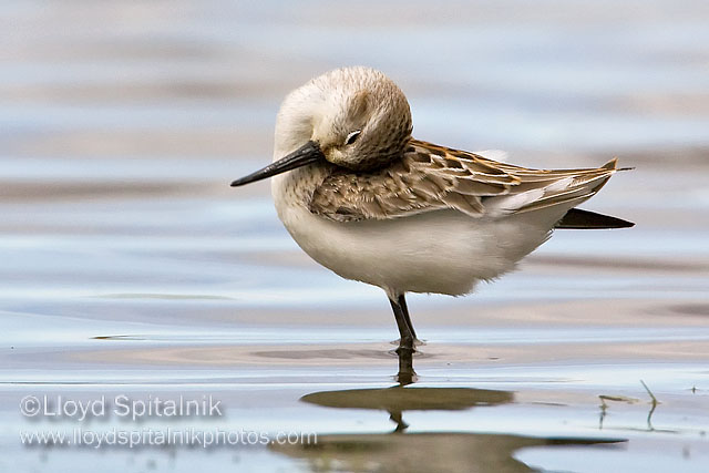 Western Sandpiper