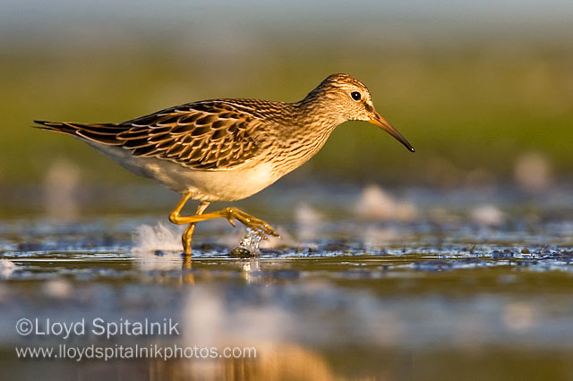 Pectoral Sandpiper