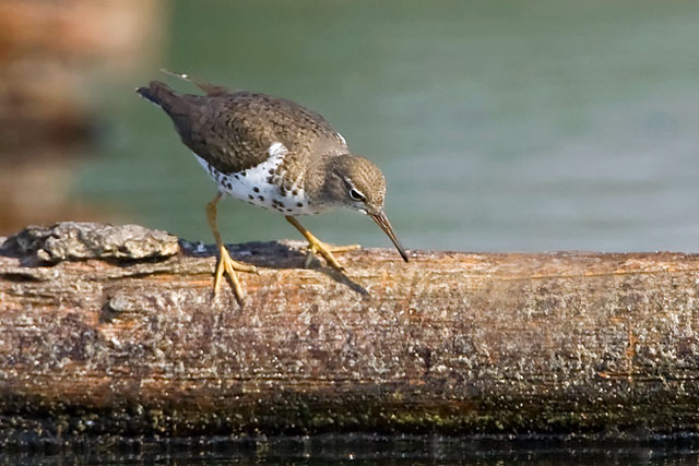 Spotted Sandpiper