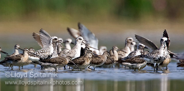 Black-bellied Plover & Short-billed Dowitcher