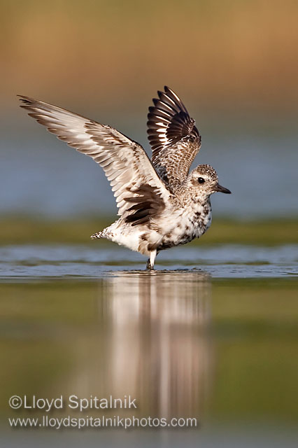 Black-bellied Plover