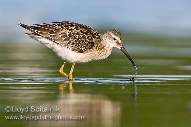 Stilt Sandpiper