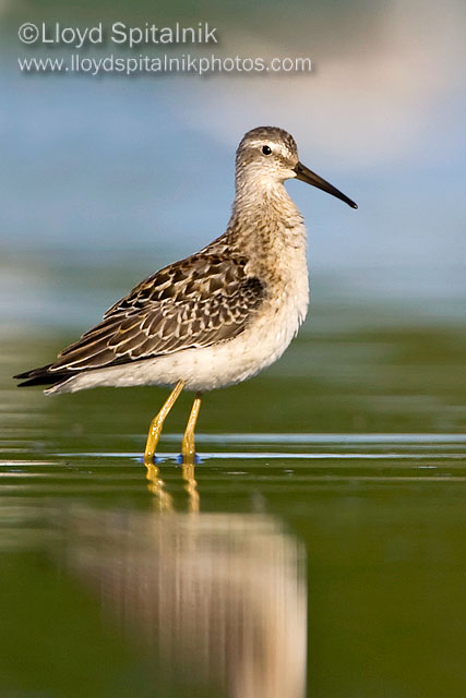 Stilt Sandpiper