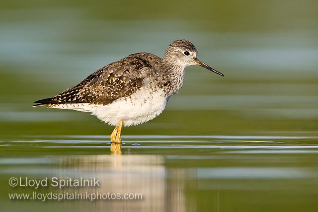 Lesser Yellowlegs