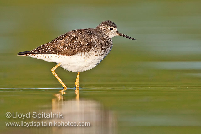Lesser Yellowlegs
